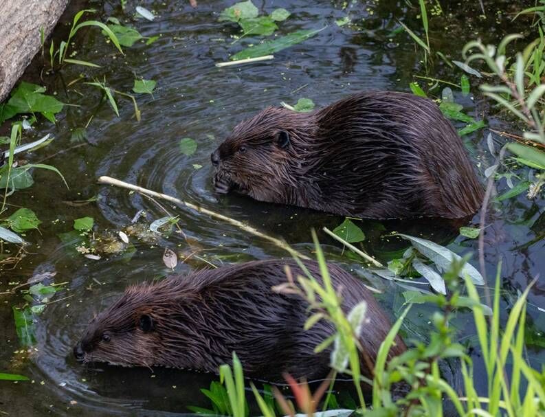 Beaver Lodge Summer 2020